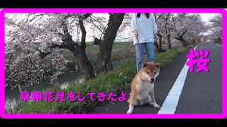 【柴犬】花見！早朝に柴犬と花見をしてきました！Cherry-blossom viewing!