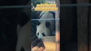 飞云终于出关了，姨姨们有没有想飞云啊！ #大熊貓 #panda