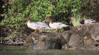 Chinese mergansers spotted in Guangxi, S China