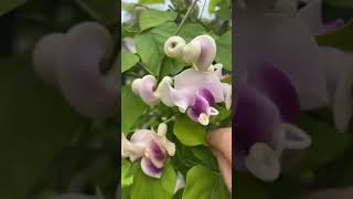 Snailflower vine,  Vigna caracalla, Cochliasanthus caracalla, corkscrew vine