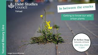 In Between the Cracks: Getting to know our wild urban plants