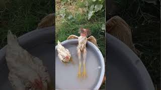 chicken dance #chickensong #animals #hen #funny #song