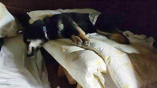 布団で寝た事がない柴犬が布団で寝てる!!何があった?【黒柴犬】【豆柴】【shiba inu】