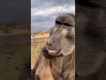 This is what a happy baboon looks like 😁 #animals #animallover #animalshorts