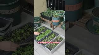 阳台种菜怎么施肥#施肥 #阳台种菜 #我的小菜园 #学种菜