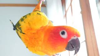 【コガネメキシコインコ】みかん🦜🍊の一人遊び