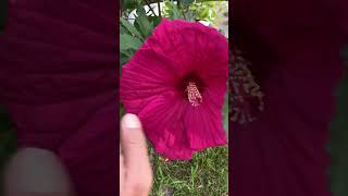 Summer in Paradise hibiscus.  #hibiscus #flower #garden