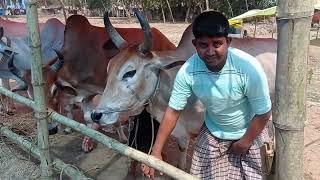 Gopinathpur Monster-shaped bull গোপীনাথপুর দানব আকৃতি ষাঁড় গরুর  মেলা।