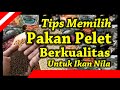 Tips Memilih Pakan Pelet Berkualitas Untuk Ikan Nila