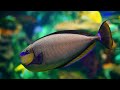 水族館 4k ビデオ ultra hd 🐠 カラフルなサンゴ礁とリラクゼーションのための優しい音