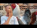 4 RACES DE POULET À CONNAÎTRE EN AFRIQUE