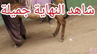 دهب لقينا دهب فى حافر حمارة صاحب الحمارة محظوظ