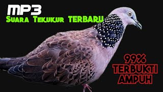 Suara Tekukur Gacor, Terbaru⁉️ 99% Terbukti Ampuh