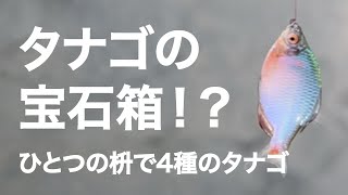 タナゴの宝石箱？ひとつの枡で4種のタナゴ！【タナゴ釣り】@sawayakastyle