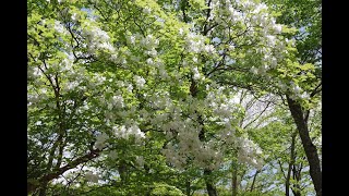 酉谷山とシロヤシオの大平山