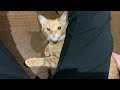 猫って突然噛んでくるよね　 猫　 shorts