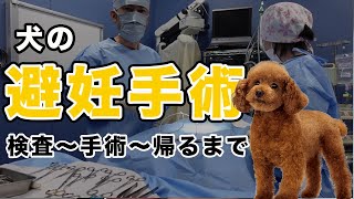 犬の避妊手術