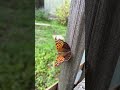 Asterocampa clyton, the tawny emperor #butterfly #nature #wings