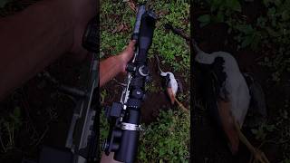 🌠🌠🌠 #pcp #airgun #hunting #pcpairgun #youtubeshorts #shorts #short #shortvideo #shortsvideo #pov