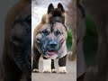 akita 🐶 part 5 dog breed🔞 dog puppy shortvideo shorts short love viral trending love cute