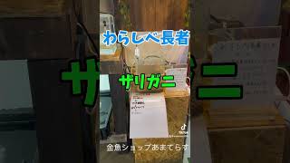 わらしべ長者3回目　ザリガニになりました！交換お待ちしてます！　　金魚ショップあまてらす長野県岡谷市若宮2丁目5-5