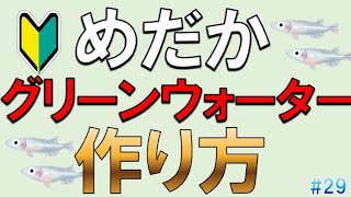 【青水の作り方】メダカ飼育に最適なグリーンウォーターの作り方と管理方法を解説します!!