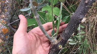 تطعيم الزيتون البري بالعينOlive tree grafting