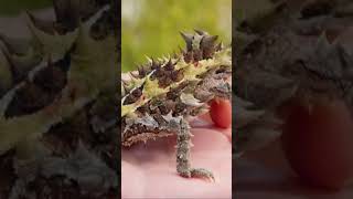 Thorny Devil: Australia’s Armored Lizard with a Hidden Talent!  #animalfacts #shorts