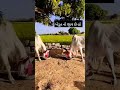 વઢિયાર બળદ નો વિડીયો viralvideo farming વઢિયારા બળદ shortsfeed youtubeshorts trendingshorts