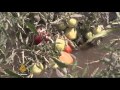 Water shortage: Nigerian farmers face daily struggle