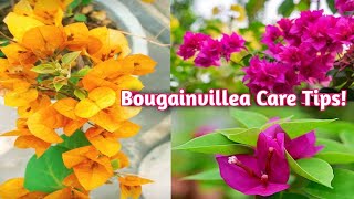 Bougainvillea care in monsoon | How to get more Bougainvillea | Best fertilizer of Bougainvillea