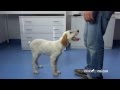 L' obéissance du chiot⎜ROYAL CANIN®