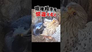 ボコボコにされるカラス #チョウゲンボウ #喧嘩 #動物動画