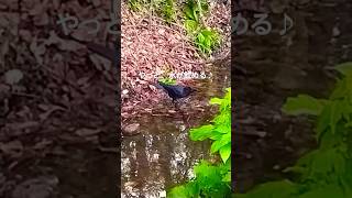 水浴び中のカラスを鳴いて追っ払って水を飲む件、crow