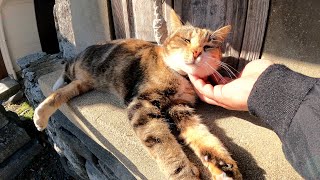 猫島の神社で祠を守る巫女猫