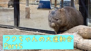 【ウォンバット】フクちゃんの大運動会Part5☆