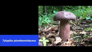 What's That Fungus? - Tylopilus plumbeoviolaceus