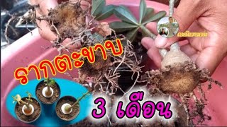 รากตะขาบ 3 เดือน ผ่านไป | คนรักชวนชม