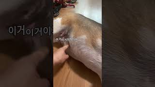 비그리도 못피하는 다이어트 잔소리 #beagle  #비그리 #치석제거 #강아지간식