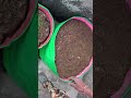 how to fill big grow bag with leaves