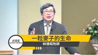 【 一粒麥子的生命 】 林德昭牧師 台語堂主日直播 2020 9 2