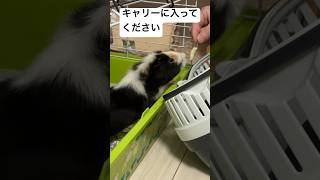 キャリーに入る訓練中#guineapig #モルモット #モルモットかわいい #モルモットのいる生活 #モルモットのいる暮らし #puipui #モコ #モコちゃん