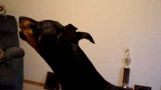 Doberman Howling Again...