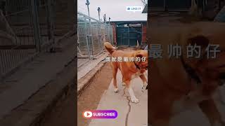 Monster Alabai Dog  / Central asian shepherd #shortvideo #dog #shorts