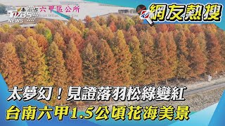 【網友熱搜】太夢幻！見證落羽松綠變紅 台南六甲1 5公頃花海美景｜TVBS新聞