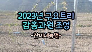 [찬미네농원🍎] 2023년 구요트리 감홍과원 조성