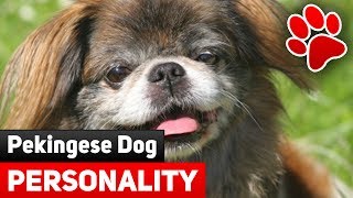 Pekingese Dog Breed Information - Pekingese Dog Personality: Behavior, Attributes and Social Skills.