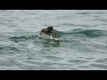 羽繕いするウミアイサ♂　 red breasted merganser