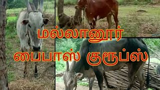 MALLANUR BYPASS HOME VIDEO /Thirupattur_Eruthukattu_offlcial