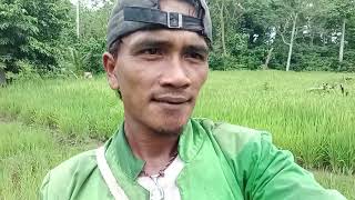 kegiatan hari ini kita nengokin padi nya ayah di sawah dan di darat nya